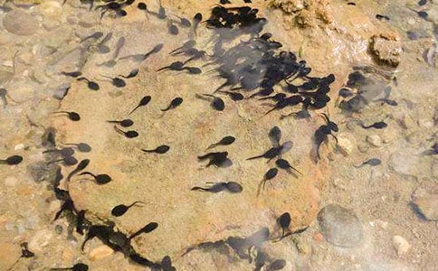 �ɰ���С������ģ�����