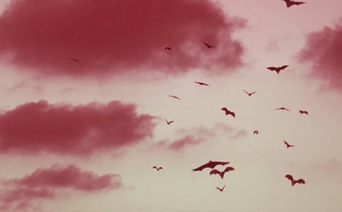 立体蝙蝠折纸图解