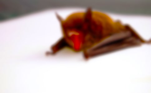 ��������״��ѧ��ƣ���ѡ20ƪ��