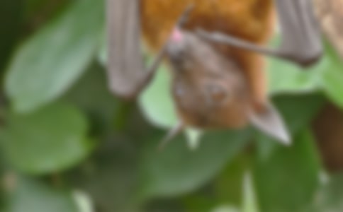 ��������״�Ľ�ѧ��������