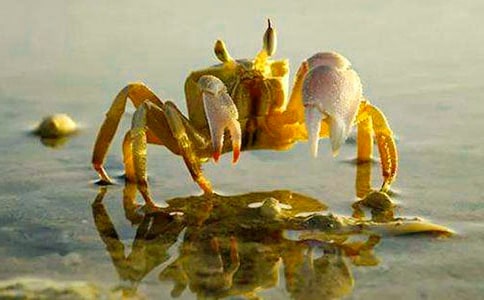 �а��̰�����Ƥ��С�з