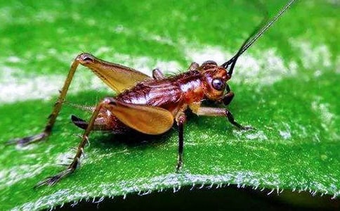 �󰻹������