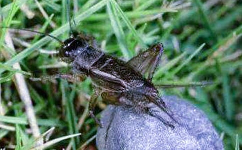 ���סլ�ڶ���ʱ���θ壨��ѡ9ƪ��