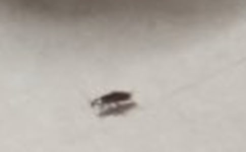 ��ս�������