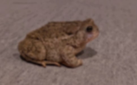 �ô���������