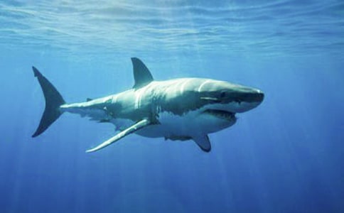 ����������ɢ��