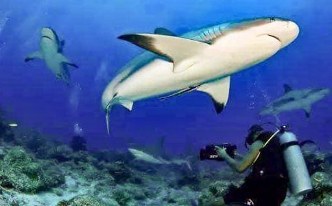 ����������̰�����Ц�����㡷