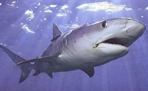 ������ͼƬ��ͨ��ʻ�