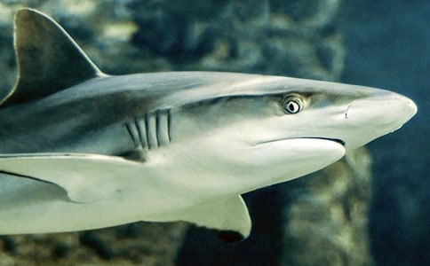 ����ѧ�������Ի�