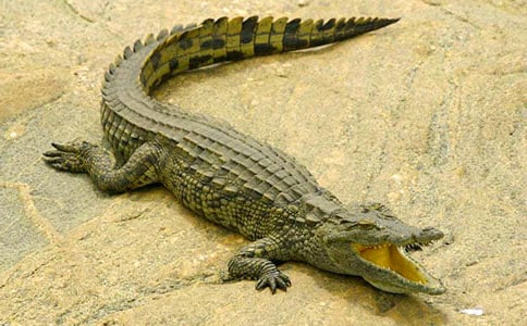 ��������ԭ��