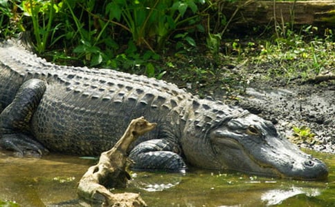 ��è����������