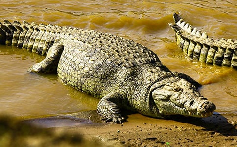 ��������ԭ�ķ��뼰����