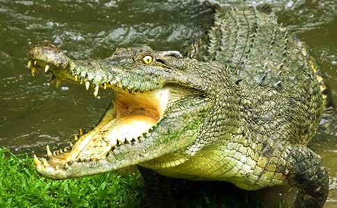 �¹��������Ʒ�̰�