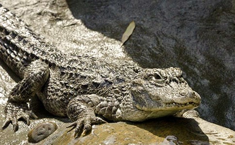 С��������̰�