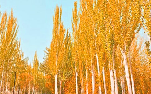 ������������400�֣���ѡ43ƪ��