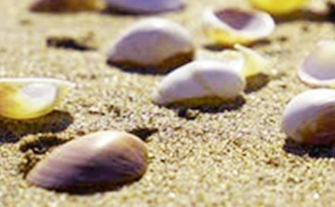 初中描写贝壳的作文(通用49篇)