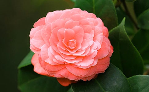 ɽ�軨��������15ƪ