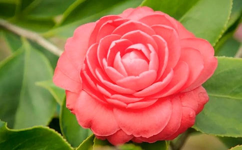 ɽ�軨���ıر�[15ƪ]