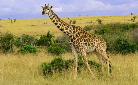 ����¹�����ľ���[15ƪ]