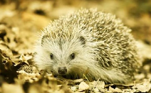 �����Ĵ��Ԣ�Թ��£�ͨ��29����