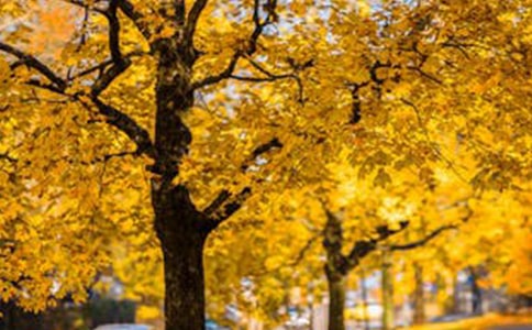 2021�꾫ѡ���ݷ羰�����ľ���33��