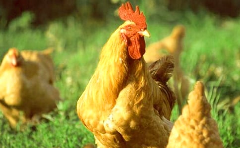 �ö��Ĺ�������(�ϼ�15ƪ)