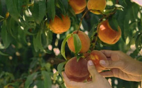 �����ţ����յĹ�԰����15ƪ