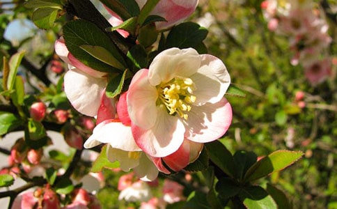 ӽ�׺��Ĺ�ʫԭ�ķ���ע�ͼ�����