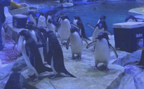 大连海洋公园作文精选11篇