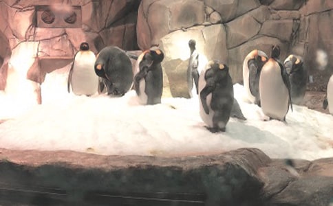 ��������԰����