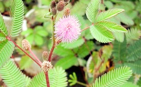 ���߲ݹ۲��ռ�(����15ƪ)