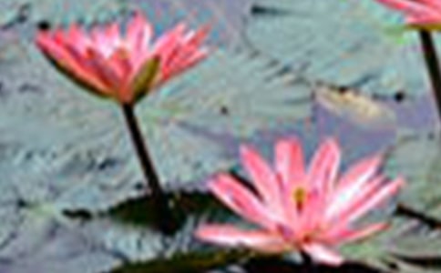 ���ɻ�����ѧʵ¼����[15ƪ]