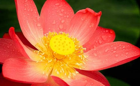 ���ɻ���ʵ¼