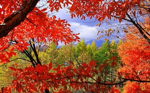 �κ�Ҷ�����ģ���ѡ36ƪ��