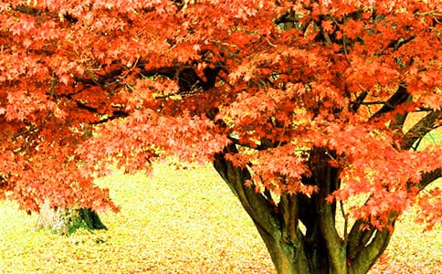 ��ɽ��Ҷ����300��