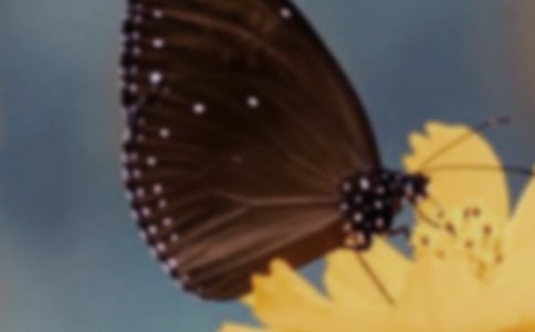 小班美术《美丽的蝴蝶》教案