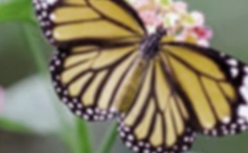 �а���������ɫ�ĺ������̰�