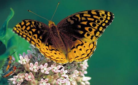 �����۲��ռ�15ƪ