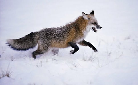 �����С������