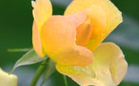 2021�껨����������ժ¼46��