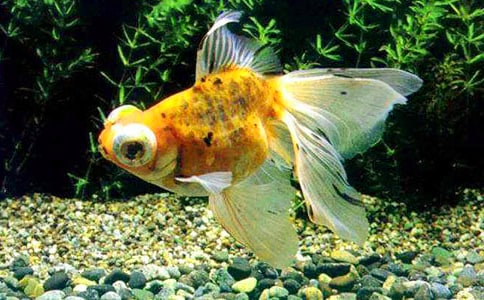 �۲���������600����ƪ