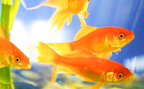 ����۲����ĺϼ�15ƪ