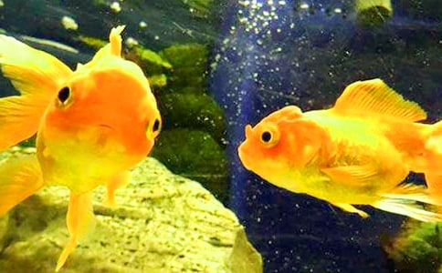 (����)С��������