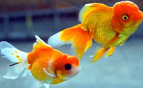 �۲���������600��4ƪ