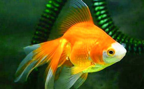 观察金鱼日记模板