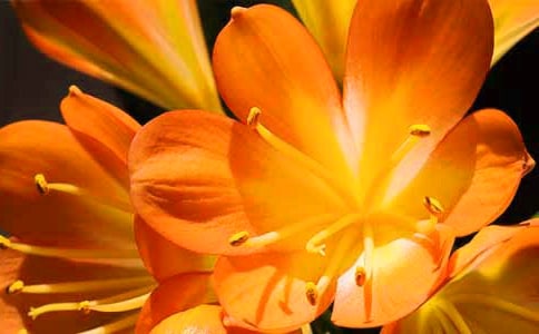 �������������Ķ̾�