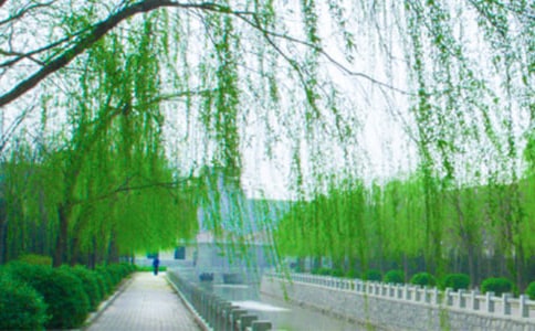 描写柳树的四字词语