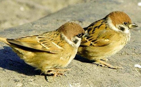 ��С��ȸ���̰�������ƪ