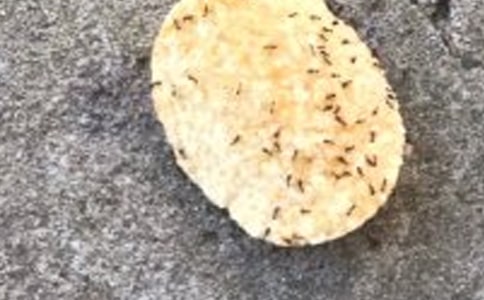 蚂蚁王国童话作文