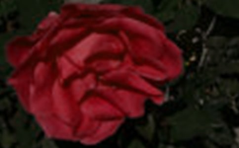 实用的玫瑰花三年级作文8篇